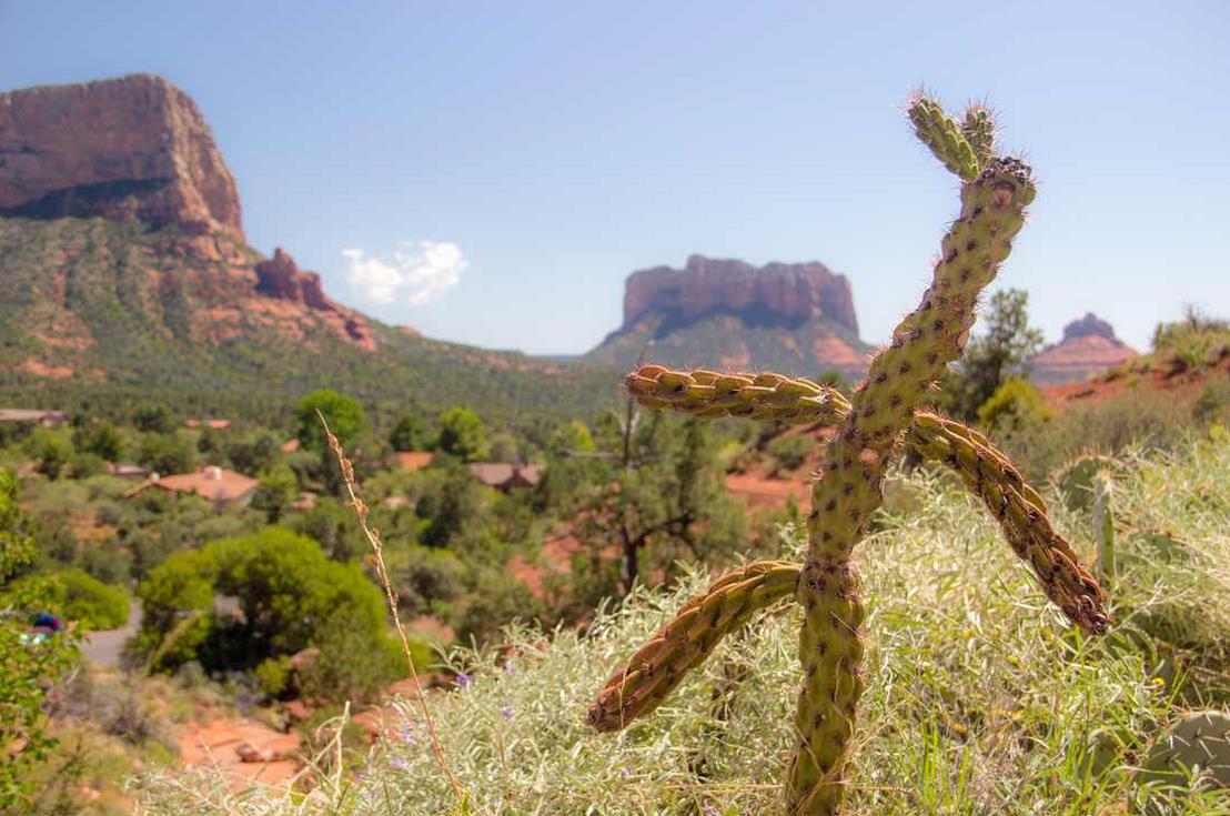 The Dancing Cactus Rabbit.  Copyright © 2015 Steve Lautenschlager.  Sedona, AZ.